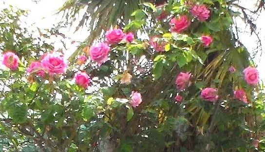 Lungomare Blue Sky Apartment *