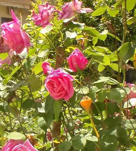 Lungomare Blue Sky Apartment